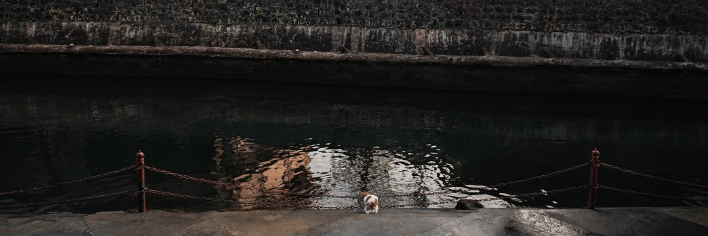 Cat at the canal edge — chains, water, fading light