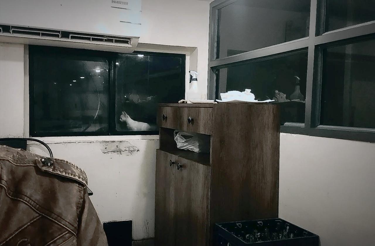 Dim interior at night — cabinet, window, a cat's silhouette